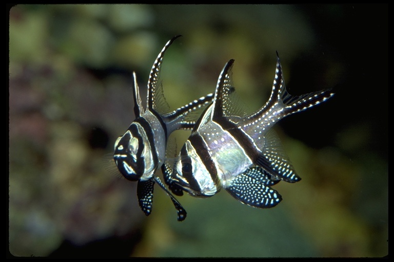 Image of Banggai Cardinalfish