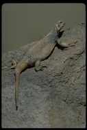 Image of Common Chuckwalla