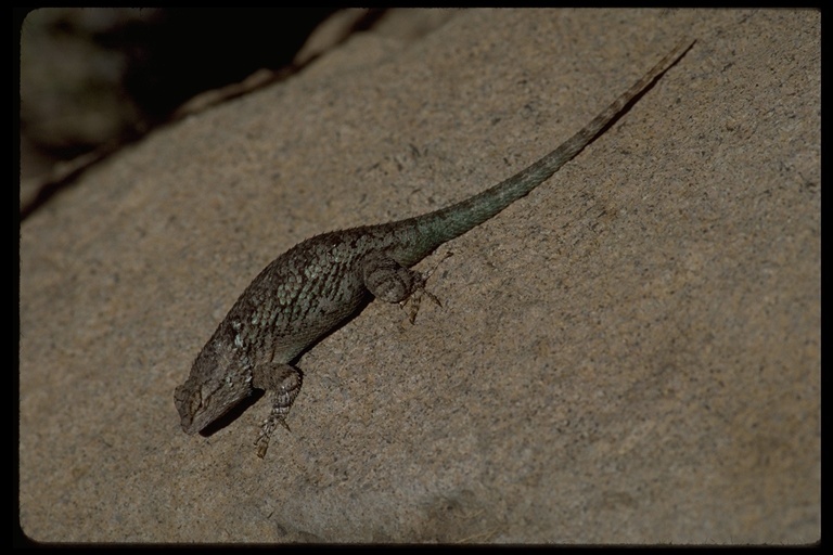 Image of Clark's spiny lizard