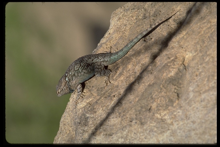 Image of Clark's spiny lizard