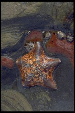 Image of Bat star