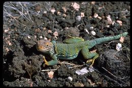 Image of Eastern Collared Lizard