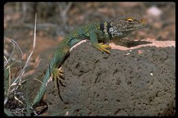 Image of Eastern Collared Lizard