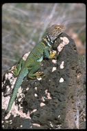 Image of Eastern Collared Lizard