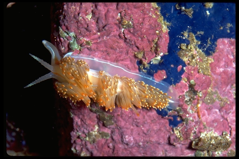 Image of Opalescent sea slug