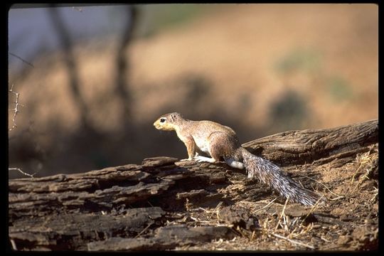 Image of Unstriped Ground Squirrel