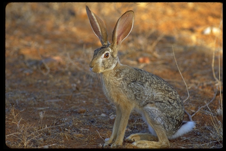 Plancia ëd Lepus capensis Linnaeus 1758