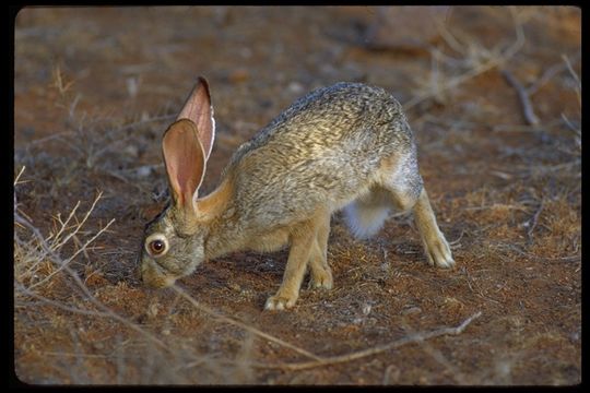 Lepus capensis Linnaeus 1758 resmi