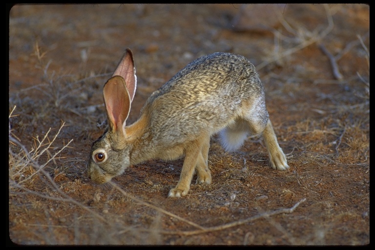 Plancia ëd Lepus capensis Linnaeus 1758