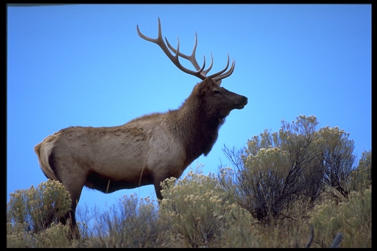 Image of <i>Cervus canadensis</i>