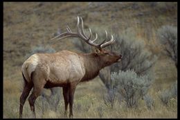 Image of <i>Cervus canadensis</i>