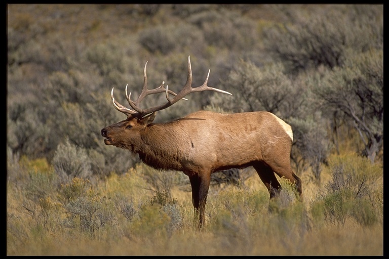 Image of <i>Cervus canadensis</i>