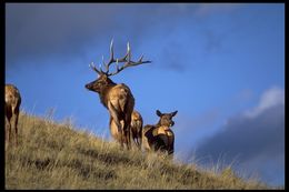 Image of <i>Cervus canadensis</i>