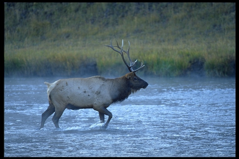 Image of <i>Cervus canadensis</i>