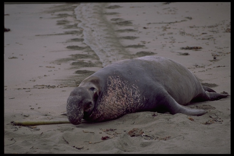 Image of Northern Elephant Seal