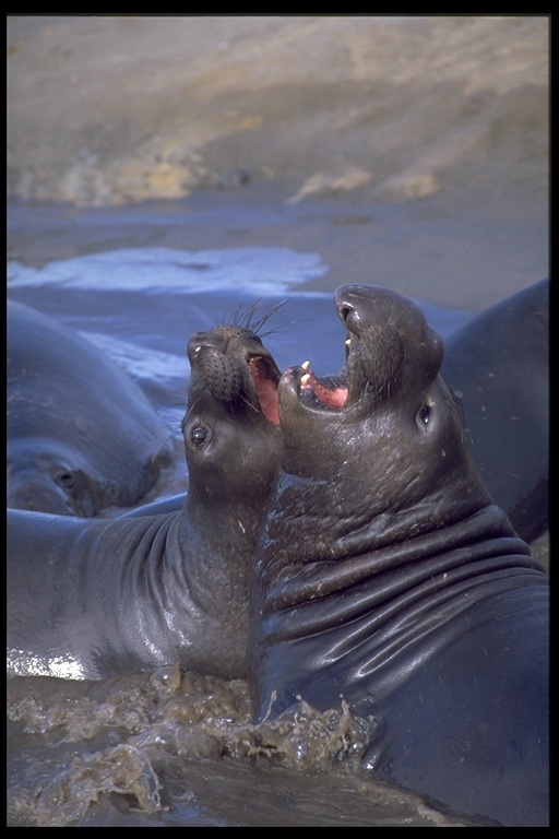 Image de Éléphant de mer du nord