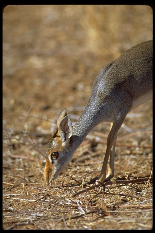 Image of Guenther's Dik-dik