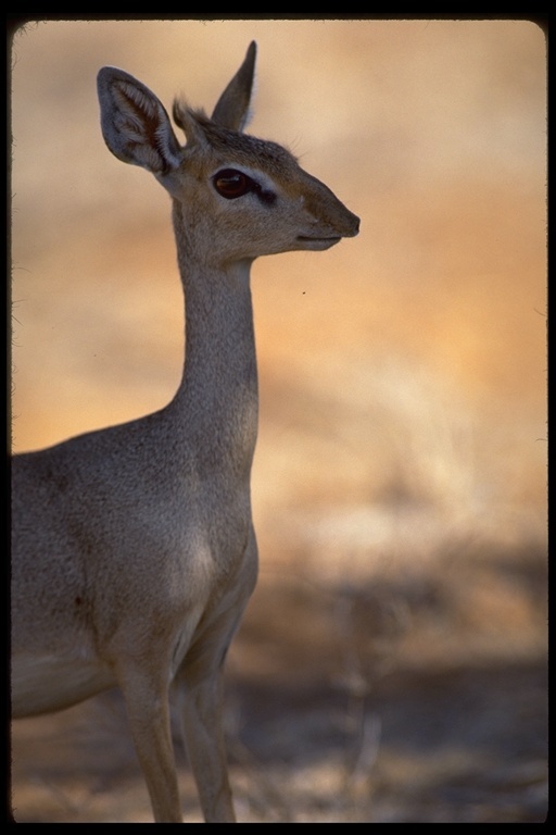 Image of Guenther's Dik-dik