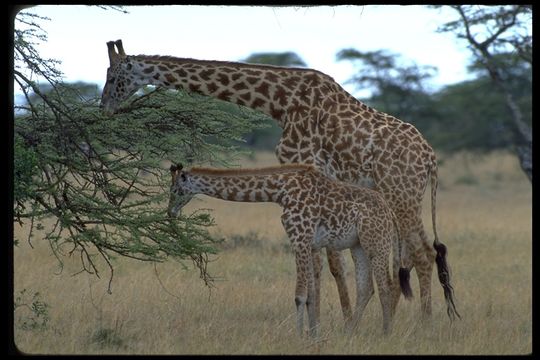 Plancia ëd <i>Giraffa camelopardalis tippelskirchi</i>