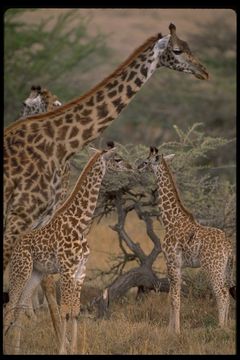 Imagem de <i>Giraffa camelopardalis tippelskirchi</i>