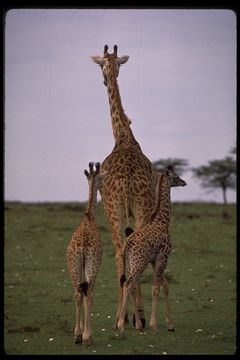 Plancia ëd <i>Giraffa camelopardalis tippelskirchi</i>