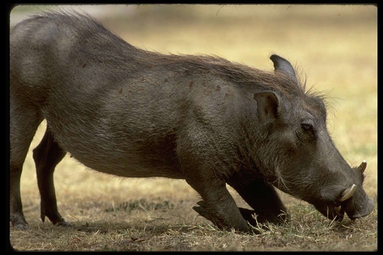 Image de Phacochère Commun