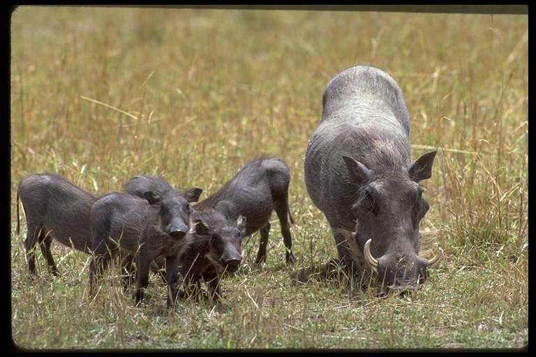 Image de Phacochère Commun