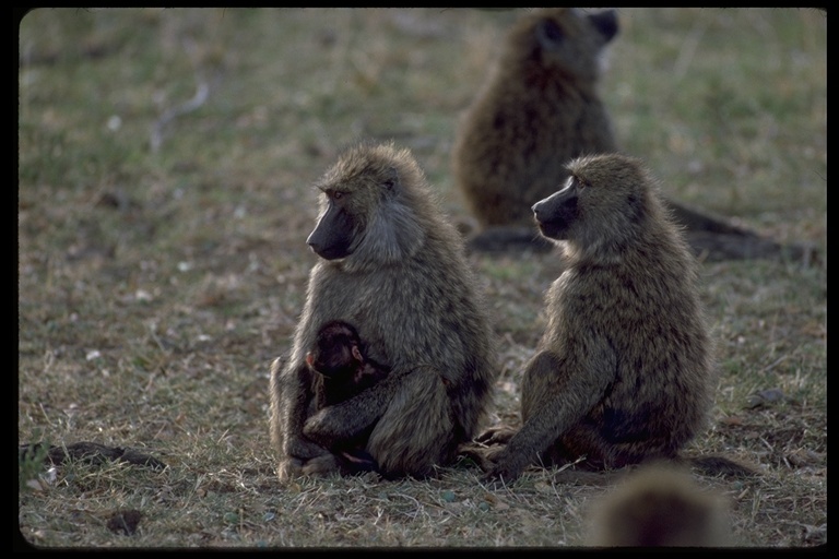 Image of Anubis Baboon