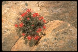 Image of rough Indian paintbrush