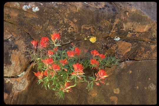 Imagem de Castilleja angustifolia (Nutt.) G. Don