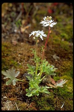 Image of <i>Lithophragma tenellum</i>