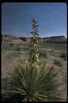 Image of narrowleaf yucca