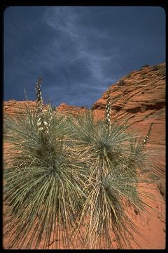 Image of narrowleaf yucca