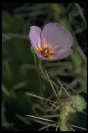 Image of winding mariposa lily