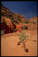 Image of desert globemallow