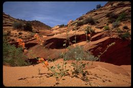 Image of desert globemallow