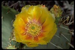 Image of Brownspine Pricklypear