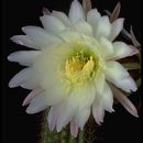 Image of <i>Echinopsis spachiana</i>