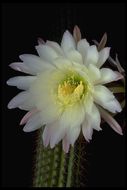 Image of <i>Echinopsis spachiana</i>