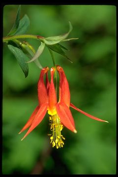 Imagem de Aquilegia formosa Fisch.