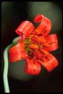 Lilium maritimum Kellogg resmi