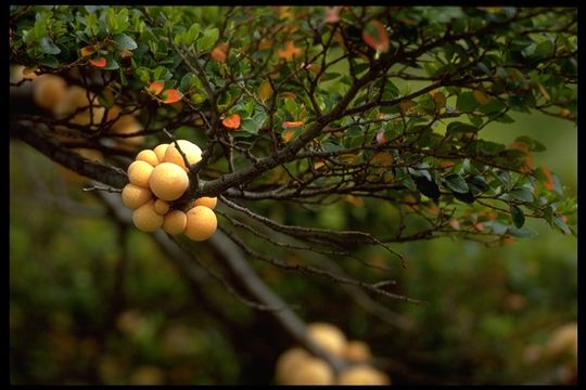 Image de Cyttaria darwinii Berk. 1842