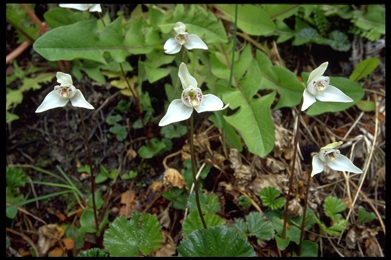 Image of Codonorchis lessonii (d'Urv.) Lindl.