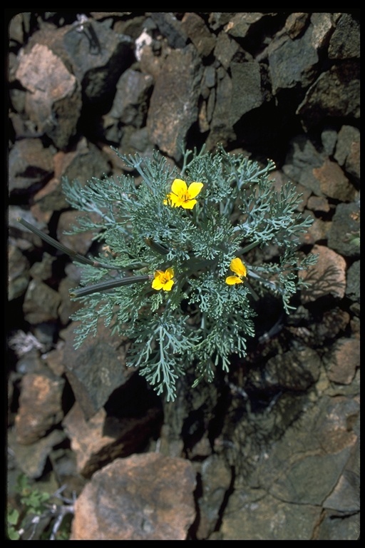 Imagem de Eschscholzia ramosa (Greene) Greene