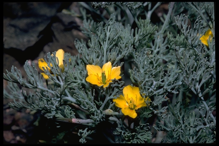 Imagem de Eschscholzia ramosa (Greene) Greene