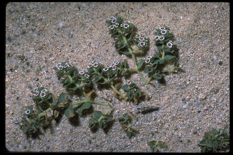 Image of Euphorbia leucophylla Benth.