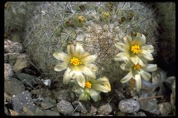 Mammillaria neopalmeri R. T. Craig的圖片