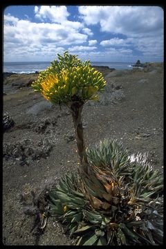 Image of Agave sebastiana Greene