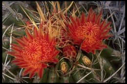 Image of Ferocactus peninsulae (F. A. C. Weber) Britton & Rose