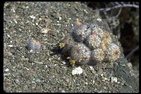 Image of Mammillaria neopalmeri R. T. Craig